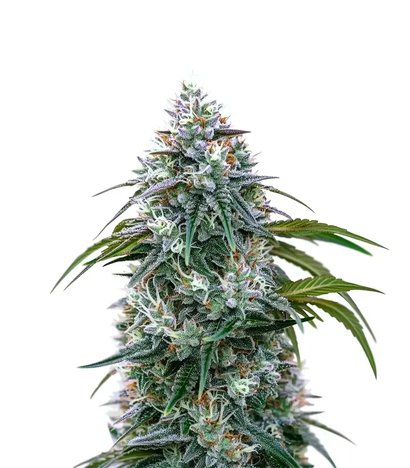Sementes Feminizadas de Ocifer (Brothers Grimm Seeds)