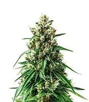 Semi femminizzati Panama Haze Regular