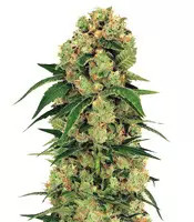 Graines de cannabis Pink Floyd Regular (Mr. Nice Seedbank)