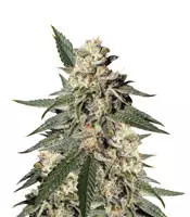 Pink Kush feminized seeds