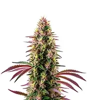 Pink Rozay Seeds