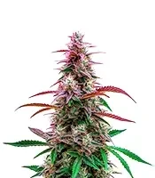 Pink Runtz Seeds