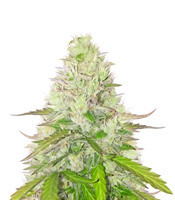 Quick One Auto Feminized Seeds from Royal Queen Seeds