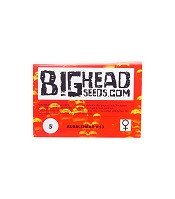 Bubblehead 13 (Big Head Seeds)