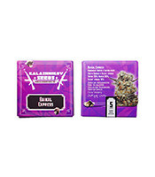 Baikal Express feminized seeds