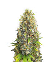 Graines de cannabis Black Jack (Sweet Seeds)