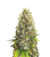 Black Jack feminized seeds