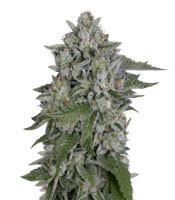 Skywalka Cookies feminized seeds