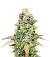 The OG #18 feminized seeds