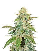 Graines de cannabis Txomango (Genehtik Seeds)