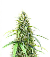 Also Know 47 Autoflower Feminized Seeds (Seedkeepers)