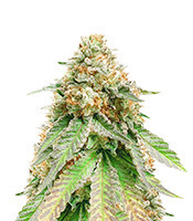 Louis XIII OG feminized seeds