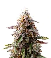 Blue Cheese (Expert Seeds) feminized seeds