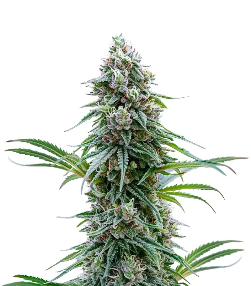 Space Queen Seeds (Brothers Grimm Seeds)