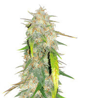 Julies Cookies feminized seeds