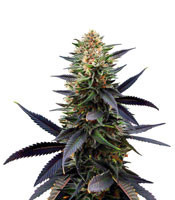 Lavender (Soma Seeds) Cannabis-Samen
