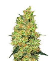 Master Kush regular seeds