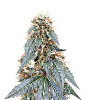 Royal Queen Diamond feminized seeds