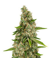 Graines de cannabis Venice Beach Afghan (Kera Seeds)