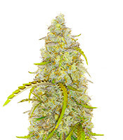 Black Herer Autoflower Feminized Seeds (EGS)