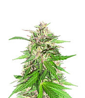 Jealousy Kush Feminized Seeds (Seedkeepers)