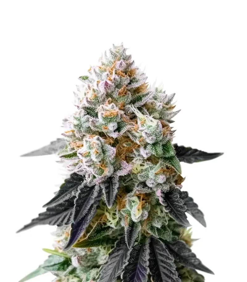 Crescendo RBX1 Seeds (Ethos Genetics)