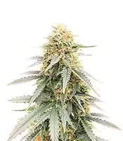 Semi Femminizzati Durban Poison Autoflower (Humboldt Seed Company)