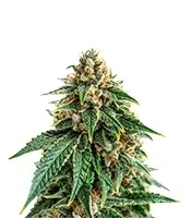 Glueberry (Expert Seeds) feminized seeds