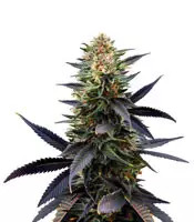 Lavender feminized seeds