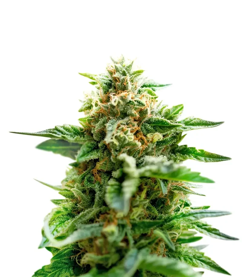 Mango Crack Seeds (Original Sensible Seeds)