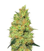 Master Kush Regular (White Label)