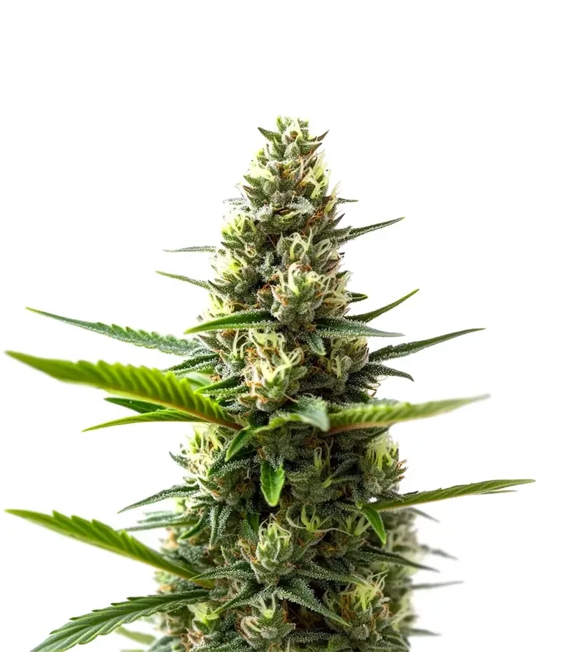 Nikki & Swami’s Taängie Seeds