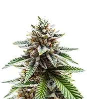 Orange Bud 2.0 Seeds