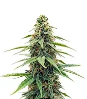THC-Victory Auto Seeds