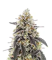 Trainwreck Seeds
