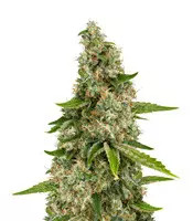 Venice Beach Afghan feminized seeds