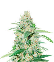 Violet Kush Auto (Garden of Green Seeds)