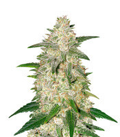 Gelato Auto (Original Sensible Seeds) Cannabis-Samen