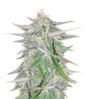 Lebanese Breeders Pack Regular (Ace Seeds) Cannabis-Samen