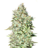 OG Kush SFV (Advanced Seeds) Cannabis-Samen