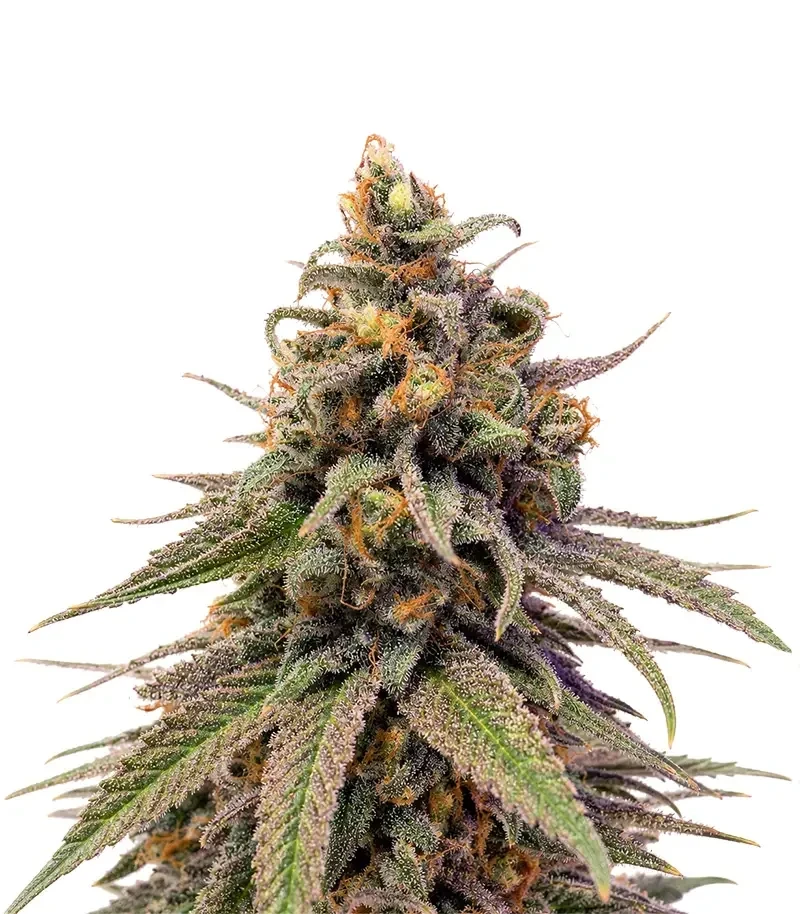 Durban Poison Seeds (Barney's Farm)