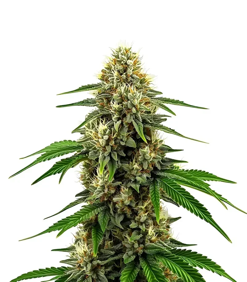 Future #1 Seeds (Blimburn Seeds)