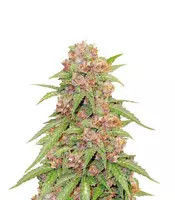 Graines féminisées de Godzilla Cookies Auto (Herbies Seeds)