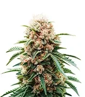 Highcloudz Auto Seeds