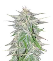 Lebanese Breeders Pack Regular (Ace Seeds)