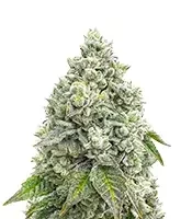 Sementes Feminizadas de Mandarin Cookies R1 V2 (Ethos Genetics)