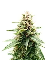 Royal Purple Kush Seeds