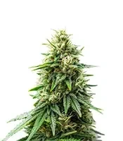 Semi femminizzati Runtz Triploid