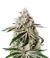 White Widow (GHS)