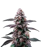 Zoap Seeds